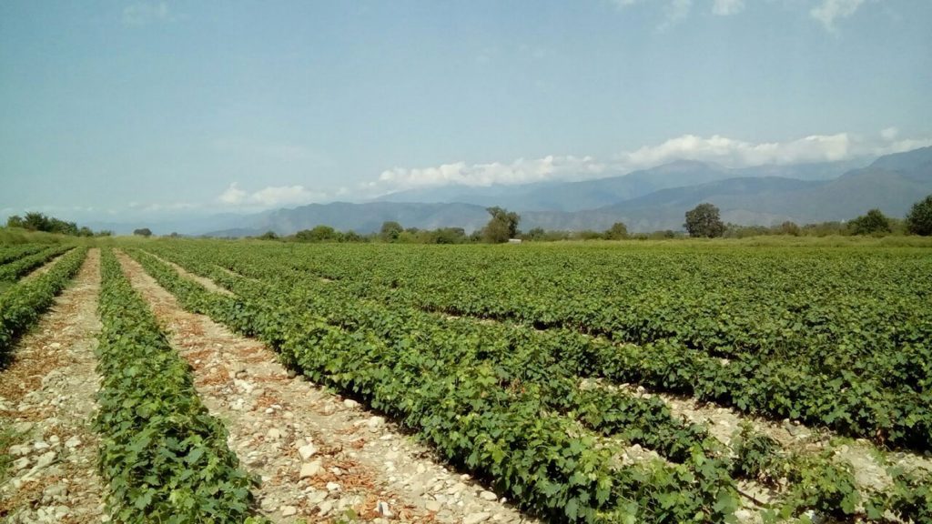 Besini Viinitila – Georgian Viinikulttuurin Kruunu